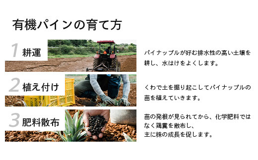＜先行予約＞ 石垣島産 有機パイナップル ピーチ種 2～4玉 (約2.4kg)《6月上旬順次発送》| パイナップル パインアップル 石垣島パイン フルーツ 果物 くだもの 南国フルーツ 国産パイン E-40