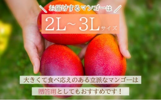 【2026年6月末から順次発送】2L～3L マンゴー2～3玉（約1kg） 【 産地直送 旬 フルーツ 新鮮 完熟 マンゴー 石垣 沖縄 】KP-24 2～3玉（約1kg）