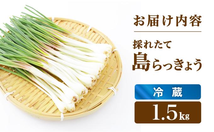 ≪2026年2月下旬～5月下旬発送≫採れたて島らっきょう 1.5kg 【 沖縄県 石垣市 野菜 らっきょう 島らっきょう おつまみ 採れたて 料理 漬物 天ぷら おかぴ農園 産地直送 】OK-02 1.5kg