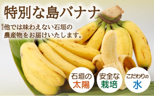 希少！特許製法で作るシリカ水で栽培する特別な「島バナナ」【ふるさと納税 沖縄県石垣市 沖縄 石垣市 石垣島 希少 無農薬 バナナ ばなな 離島のいいもの 沖縄いいもの石垣島 】OI-6