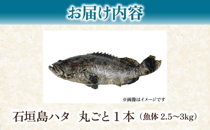 石垣島 ハタ 丸ごと1本 | 勝水産 ミーバイ ヤイトハタ 沖縄県石垣市 石垣 沖縄 石垣市 石垣島 KS-13 丸ごと1本