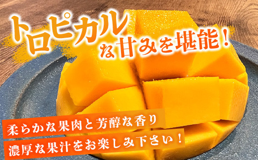 《2026年6月下旬～7月下旬発送》【先行予約】最高糖度20度！？ 完熟の極！3Lサイズ 石垣島マンゴー 1玉入り約400g【贈答向け】【 産地直送 完熟マンゴー アーウィン マンゴー 沖縄 八重山 石垣島産 】TF-11-1_R8