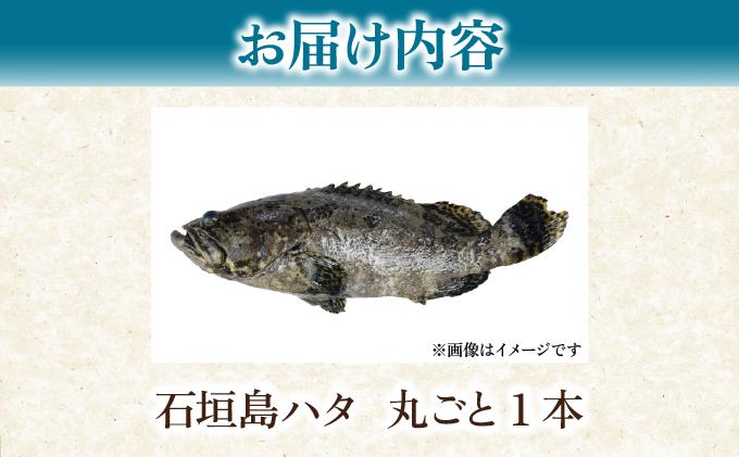 石垣島 ハタ 丸ごと1本 | 勝水産 ミーバイ ヤイトハタ 沖縄県石垣市 石垣 沖縄 石垣市 石垣島 KS-13 1尾