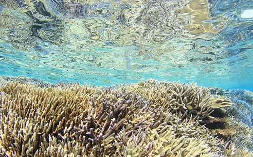 体験ダイビング利用券　石垣島のマンタ・サンゴ・ウミガメに会いに行こう YD-2-1