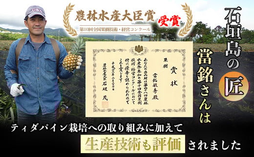 ＜先行予約＞ 當銘さんの完熟カットパイン 1.25kg (250g×5袋) ＜2026年6月上旬から発送＞ | パイナップル パイン 冷凍パイン 沖縄 石垣島 小分け 1.25kg (250g×5袋)