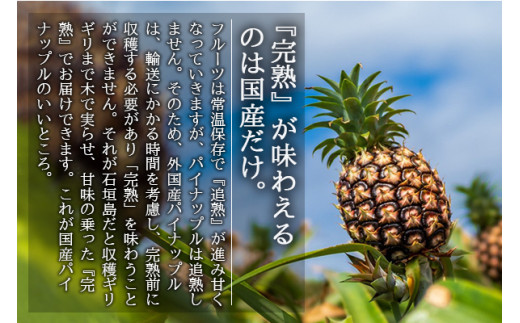 ＜先行予約＞ 農家直送！石垣島産 スナックパイン 3玉入 約1.8kg (1.6～2.0kg) ＜2026年5月中旬から発送＞ | 沖縄県 石垣島 石垣市 スナックパイン ポコットパイン ボゴールパイン パインアップル 農家 直送