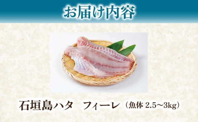 石垣島 ハタ フィーレ | 勝水産 ミーバイ ヤイトハタ 沖縄県石垣市 石垣 沖縄 石垣市 石垣島 KS-14 フィーレ