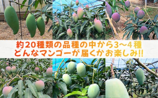 【先行予約】産地直送！石垣島産 マンゴー 食べ比べセット4～4.5kg (３～４種) (2024年6月中旬～8月下旬発送) IF-8 約5~5.5kg (3～4種)