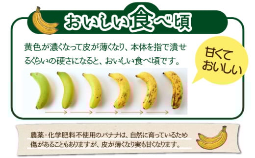 希少！こだわりの水を使い「森ような畑」で栽培する、仲原さんのバナナ【 沖縄県 石垣島 石垣島産 バナナ ばなな 農薬不使用 化学肥料不使用 】OI-16