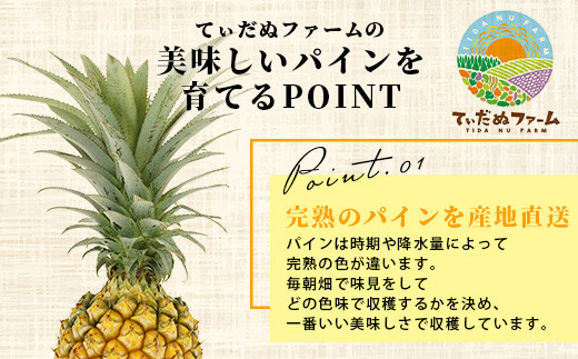 【先行予約】《2026年4月下旬より順次発送》石垣島産 ボゴールパイン 2～3玉セット 約2㎏【産地直送 石垣島産 石垣 完熟 パイン パイナップル スナックパイン ボゴール 】TD-2