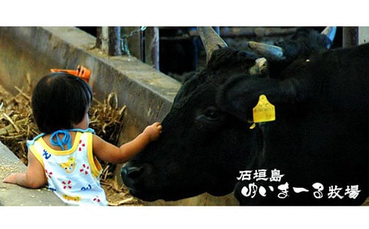 石垣牛金城 旨いカレー　4食セット U-6-1