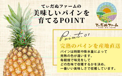 【先行予約】《2026年6月上旬より順次発送予定》最高級パイン ゴールドバレル2~3玉セット【 沖縄 石垣 パイナップル パイン ゴールド バレル 高級 セット 】TD-1-1