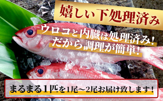 【予約受付】高級ブランド魚 尖閣赤マチ 1～2尾 合計約2kg 下処理済 【沖縄三大高級魚】尖閣諸島 刺身 焼魚 煮物 鮮魚 冷凍 ムニエル 天然 洋食 和食 白身魚 高級魚 GK-2