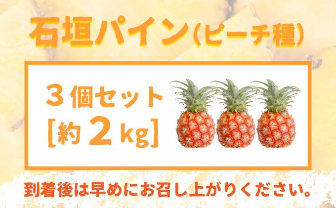 ＜先行受付＞ 石垣パイン ピーチ種 3個セット ＜2026年5月初旬～6月初旬発送予定＞ | パイナップル パインアップル 石垣島パイン フルーツ 果物 くだもの 南国フルーツ 国産パイン 3個セット