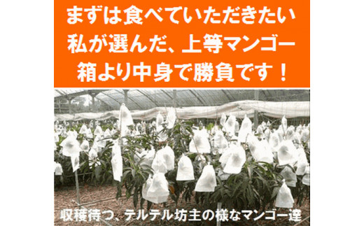 中身で勝負した石垣島産マンゴー