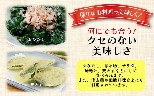 ＜先行予約＞2026年2月順次発送／沖縄の健康長寿の秘訣「琉球百薬（おかわかめ）」10袋！農薬を使わない栽培方法を続けるミネイさんの野菜【 沖縄 石垣島 石垣島産 野菜 農薬不使用 離島のいいもの 沖縄いいもの石垣島 】OI-25