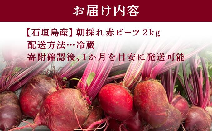 石垣島産 赤ビーツ 2kg ＜2026年1月以降発送＞ | 朝採れ 沖縄県 石垣市 石垣 産地直送 ビーツ 赤ビーツ