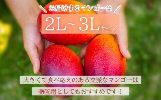 【2026年6月末から順次発送】2L～3L マンゴー3～6玉（約2kg） 【 産地直送 旬 フルーツ 新鮮 完熟 マンゴー 石垣 沖縄 】KP-25 3~6玉（約2kg）
