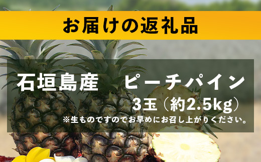 【先行予約】《2026年5月上旬頃より順次発送》石垣島産 ピーチパイン (3玉 約2.5㎏) 【 産地直送 沖縄 石垣 パイナップル フルーツ 】 TP-10 3玉　約2.5kg