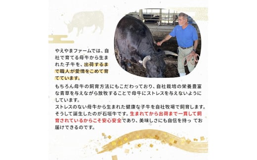 石垣牛 特選 サーロインステーキ 250g×2枚  沖縄県 石垣市 石垣島 サーロイン 牛肉 黒毛和牛 E-51