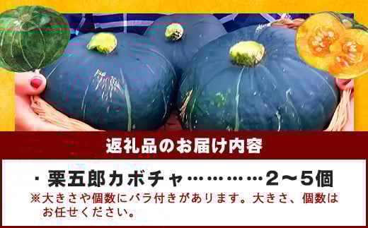 高級カボチャ「栗五郎」サイズ色々2-5個、お得セット！農薬を使わないシリカ水栽培 (3月～5月順次発送)【 産地直送 沖縄県 石垣島産 カボチャ かぼちゃ 野菜 離島のいいもの 沖縄いいもの石垣島 】OI-13