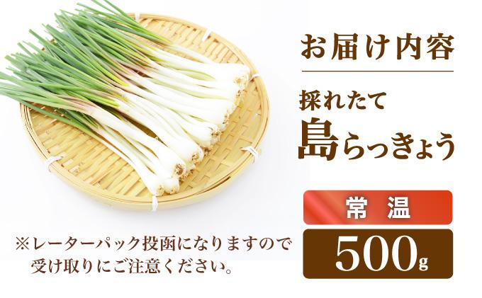 ≪2026年2月下旬～5月下旬発送≫採れたて島らっきょう 500g 【 沖縄県 石垣市 野菜 らっきょう 島らっきょう おつまみ 採れたて 料理 漬物 天ぷら おかぴ農園 産地直送 】OK-01 500g