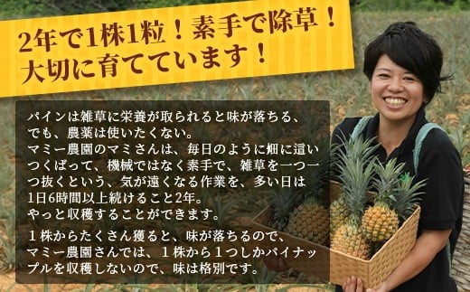 《2026年4月～7月順次発送》【先行受付】希少！濃厚！「枝先完熟・てのひらポコットパイン」【 沖縄 石垣市 石垣島 希少 完熟 パイナップル パイン ポコットパイン ポコット てのひらパイン 離島のいいもの 沖縄いいもの石垣島 】OI-3 