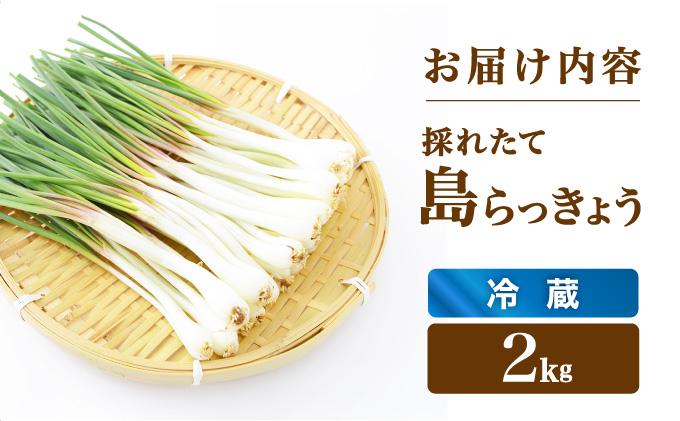 ≪2026年2月下旬～5月下旬発送≫採れたて島らっきょう 2kg 【 沖縄県 石垣市 野菜 らっきょう 島らっきょう おつまみ 採れたて 料理 漬物 天ぷら おかぴ農園 産地直送 】OK-03 2kg