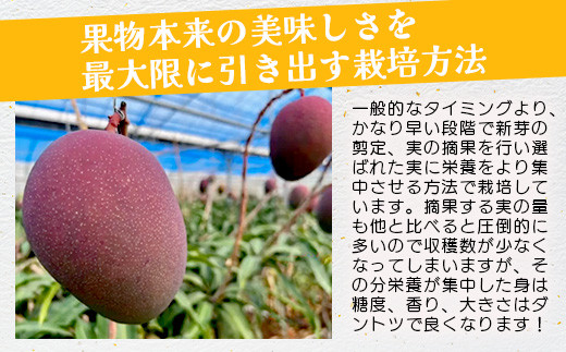 《2026年7月以降発送》最高糖度20度！？ 完熟！3Lサイズ　石垣島産冬眠マンゴー 【 沖縄 石垣 数量限定 フルーツ マンゴー 冷凍 完熟 真空 】TF-17-1_R8