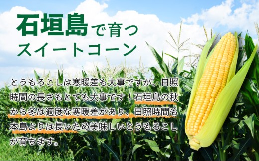 【先行予約2025年12月-2026年4月】 1番遅くて1番早い⁉ 朝採れプレミアムスイートコーンを皮付きのまま15本お届け！！