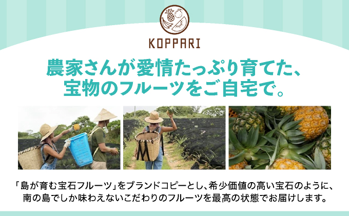 【訳あり】 石垣島産 パイナップル 約4kg (3～10個)《2026年4月下旬発送》KP-015