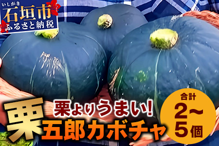 高級カボチャ「栗五郎」サイズ色々2-5個、お得セット！農薬を使わないシリカ水栽培 (1月～5月順次発送) OI-13