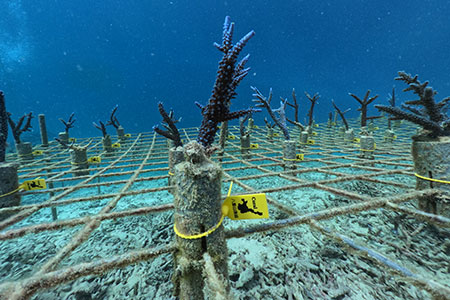 さんごの楽園プロジェクト(さんごの苗植え付け50本) SY-3-1