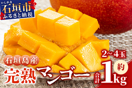 石垣島産完熟マンゴー（約 1～1.2 kg：２～４個） KP-11 【 産地直送 旬 フルーツ 新鮮 完熟 マンゴー 石垣 沖縄 】
