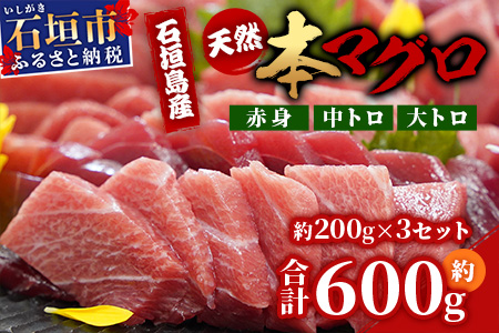 【先行予約】YE-01 石垣島産 天然本マグロ600g（まぐろ赤身・中トロ・大トロのミックスセット ）ヤエスイ マグロ船直送【2025年6月下旬より順次発送】