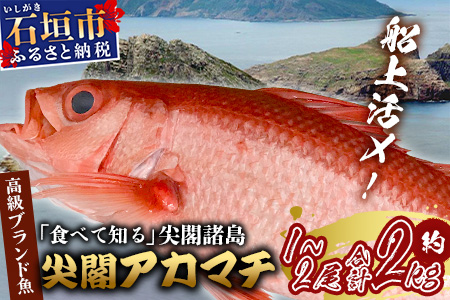【予約受付】高級ブランド魚 尖閣赤マチ 1～2尾 合計約2kg 下処理済 【沖縄三大高級魚】 GK-2