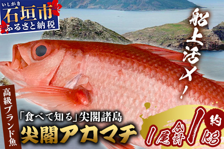 【予約受付】高級ブランド魚 尖閣赤マチ 1尾 約1kg 下処理済【沖縄三大高級魚】 GK-3