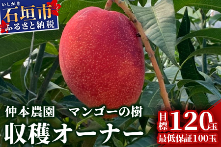 【限定1名様】「マンゴーの樹」収穫オーナー 権利(1年間)【マンゴー 120玉(目標値)「100玉最低保証」】KB-25