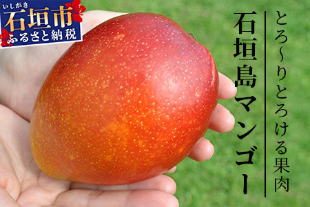 【先行受付】《2025年7月～8月中旬順次発送》訳あり 沖縄マンゴー（石垣島産）1kg ときわマンゴー農園 TK-8