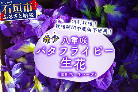 希少！採れたて新鮮！八重咲バタフライピーの生花（食用花、生ハーブ）特別栽培、栽培期間中農薬不使用 ３月～順次発送 OI-8