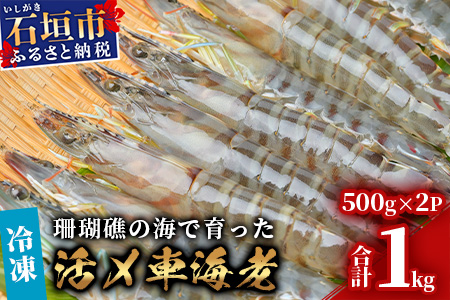 車えび1kg【冷凍】50尾 ～ 65尾 沖縄県 石垣島 石垣市 クルマエビ くるまえび Sサイズ【嬉しい真空パック】BE-6