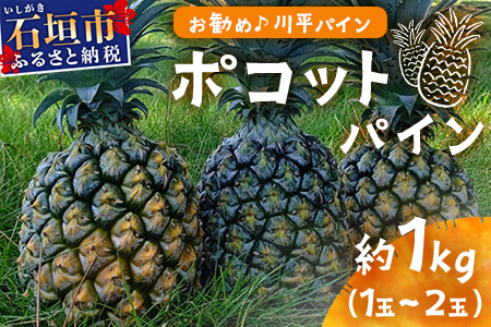 【先行予約】ポコットパイン1ｋｇ（1～2玉）お勧め♪川平パイン《2026年5月～10月頃順次発送》KN-3