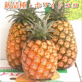 【先行予約】ホワイトココパイン 2～3玉 計2～3kg 《2025年5月上旬より順次発送》SI-50