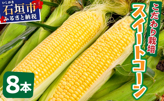 【先行予約2025年12月-2026年4月】 1番遅くて1番早い_ 朝採れプレミアムスイートコーンを皮付きのまま８本お届け！！