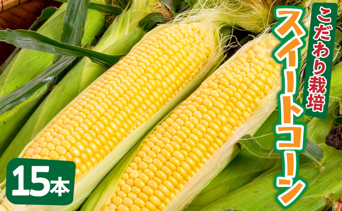 【先行予約2025年12月-2026年4月】 1番遅くて1番早い_ 朝採れプレミアムスイートコーンを皮付きのまま15本お届け！！