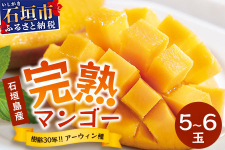 2026年発送分【先行予約】石垣島産 《樹齢30年》マンゴー (アーウィン種) 5～6玉(箱含め約2kg)  《2026年7月以降より順次発送》石垣さんちの石垣トロピカルファーム TP-2 約2kg（5～6玉）