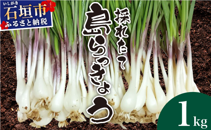 ≪2026年2月下旬～5月下旬発送≫採れたて島らっきょう 1kg　OK-01