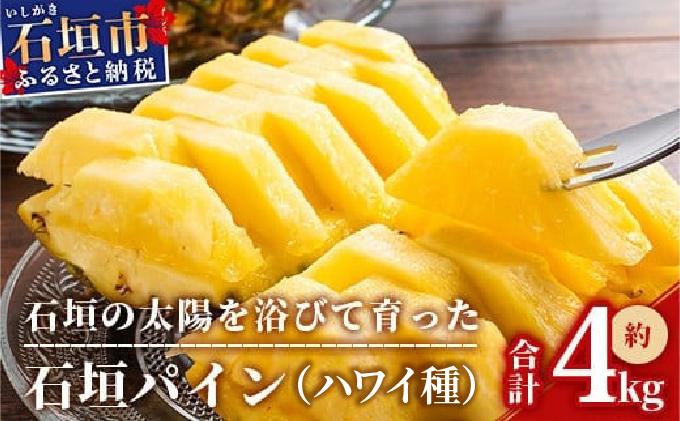 ＜先行受付＞石垣パイン ハワイ種 3個セット＜2026年7月上旬発送＞ | パイナップル パインアップル 石垣島パイン フルーツ 果物 くだもの 南国フルーツ 国産パイン MI-6-1 3個(約4kg)