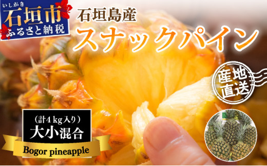 【先行予約】【訳あり】石垣島産・スナックパイン 訳ありの大小混合セット 《2026年5月以降発送》  SI-24-1 【訳あり】大小混合セット