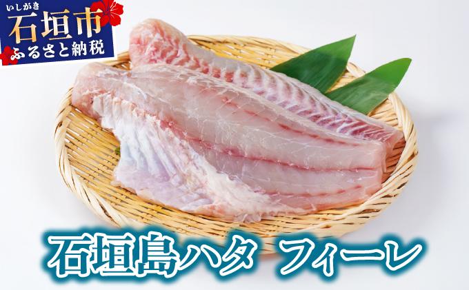 石垣島 ハタ フィーレ | 勝水産 ミーバイ ヤイトハタ 沖縄県石垣市 石垣 沖縄 石垣市 石垣島 KS-14 フィーレ